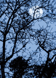 Moon and Mistletoe