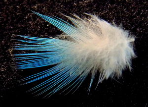 Fishy Feather