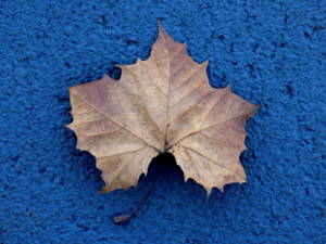 Sycamore Leaf
