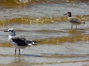 Seabirds at Wakulla Beach