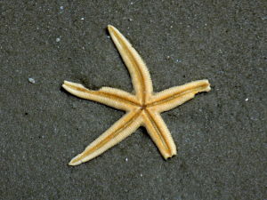 Unfortunate Starfish